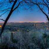 a view of a forest with a tree