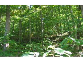 1767 Rice Road Bloomington, IN 47403 - Photo 10 of 11 Gallery Image 10