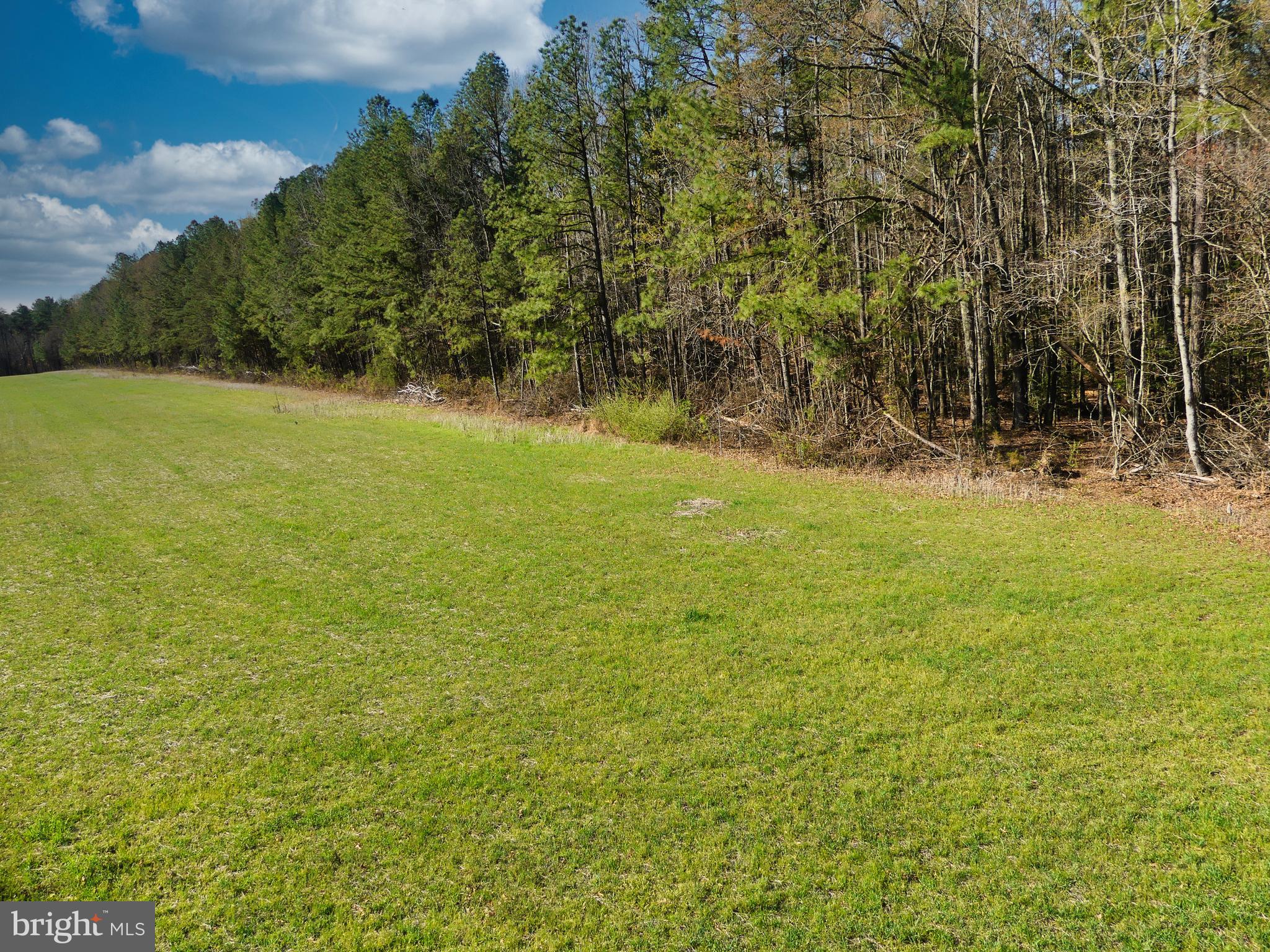 19075 Chilesburg Road Beaverdam, VA 23015 - Photo 13 of 16 West side neighboring woods
