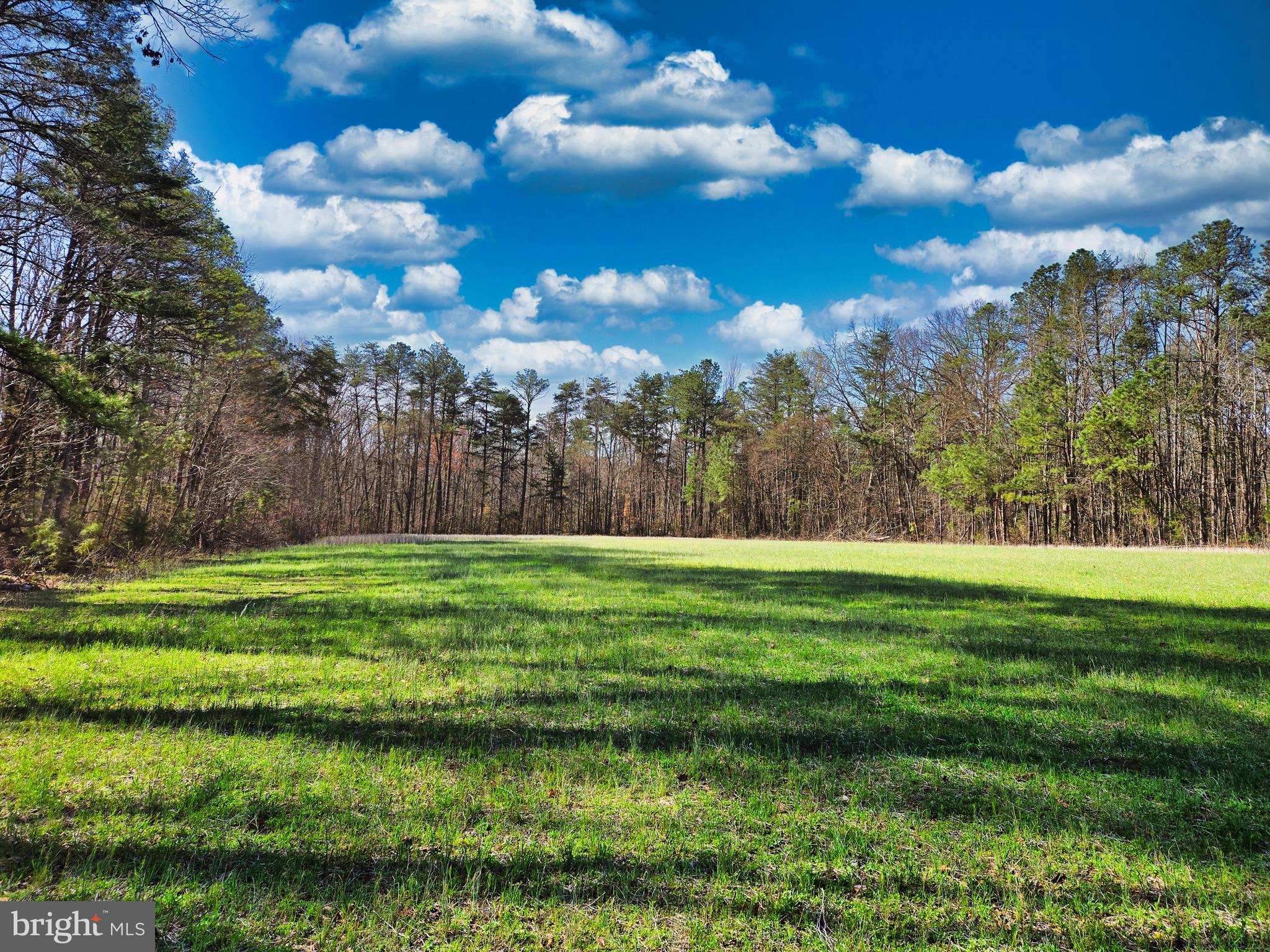 19075 Chilesburg Road Beaverdam, VA 23015 - Photo 6 of 16 Looking into the back woods