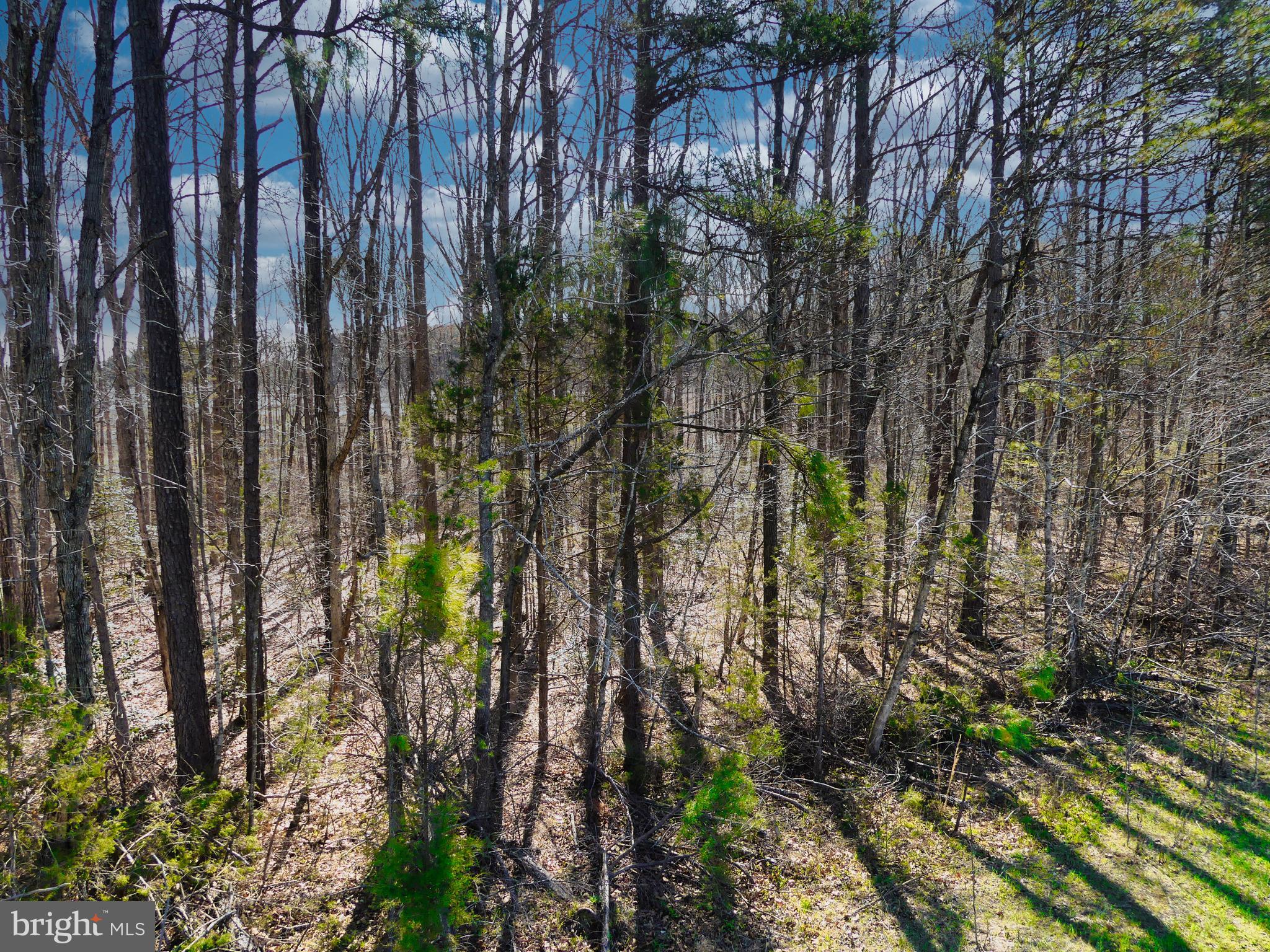 19075 Chilesburg Road Beaverdam, VA 23015 - Photo 8 of 16 East side wooded area