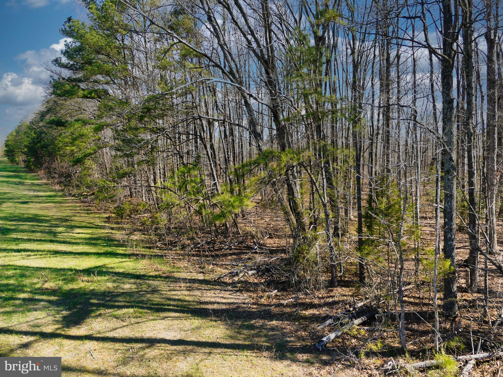 19075 Chilesburg Road Beaverdam, VA 23015 - Photo 10 of 16 East side wooded area