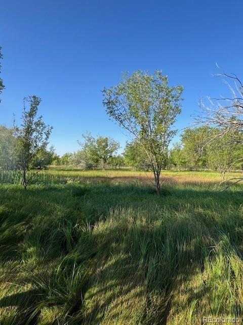 8523 Hygiene Road Longmont, CO 80503 - Photo 16 of 20 a view of a yard with a tree
