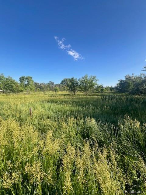 8523 Hygiene Road Longmont, CO 80503 - Photo 3 of 20 a view of a yard and a large tree