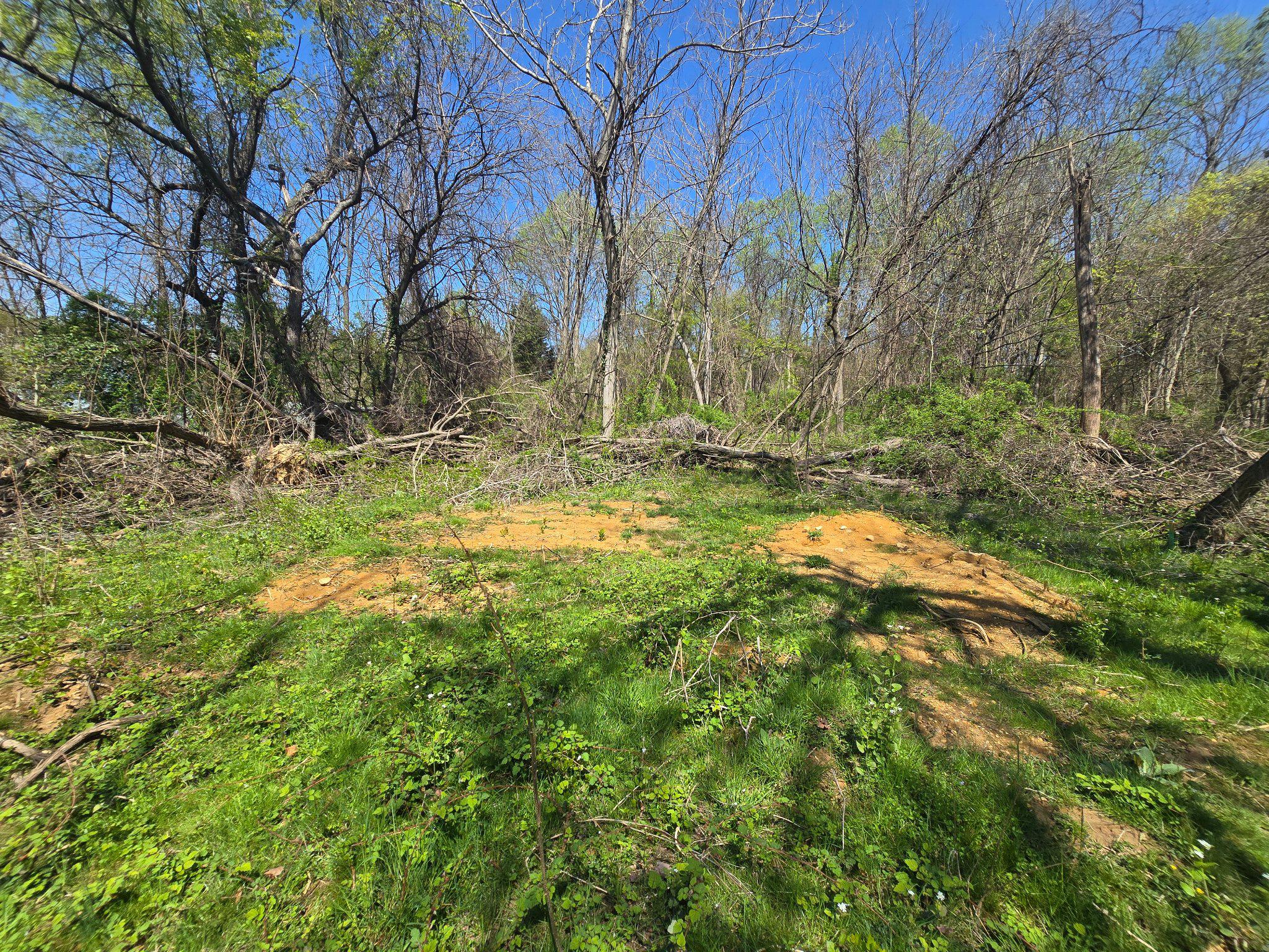32072 Shorewood Road Galena, MD 21635 - Photo 9 of 11 Cleared area on Buildable Lot