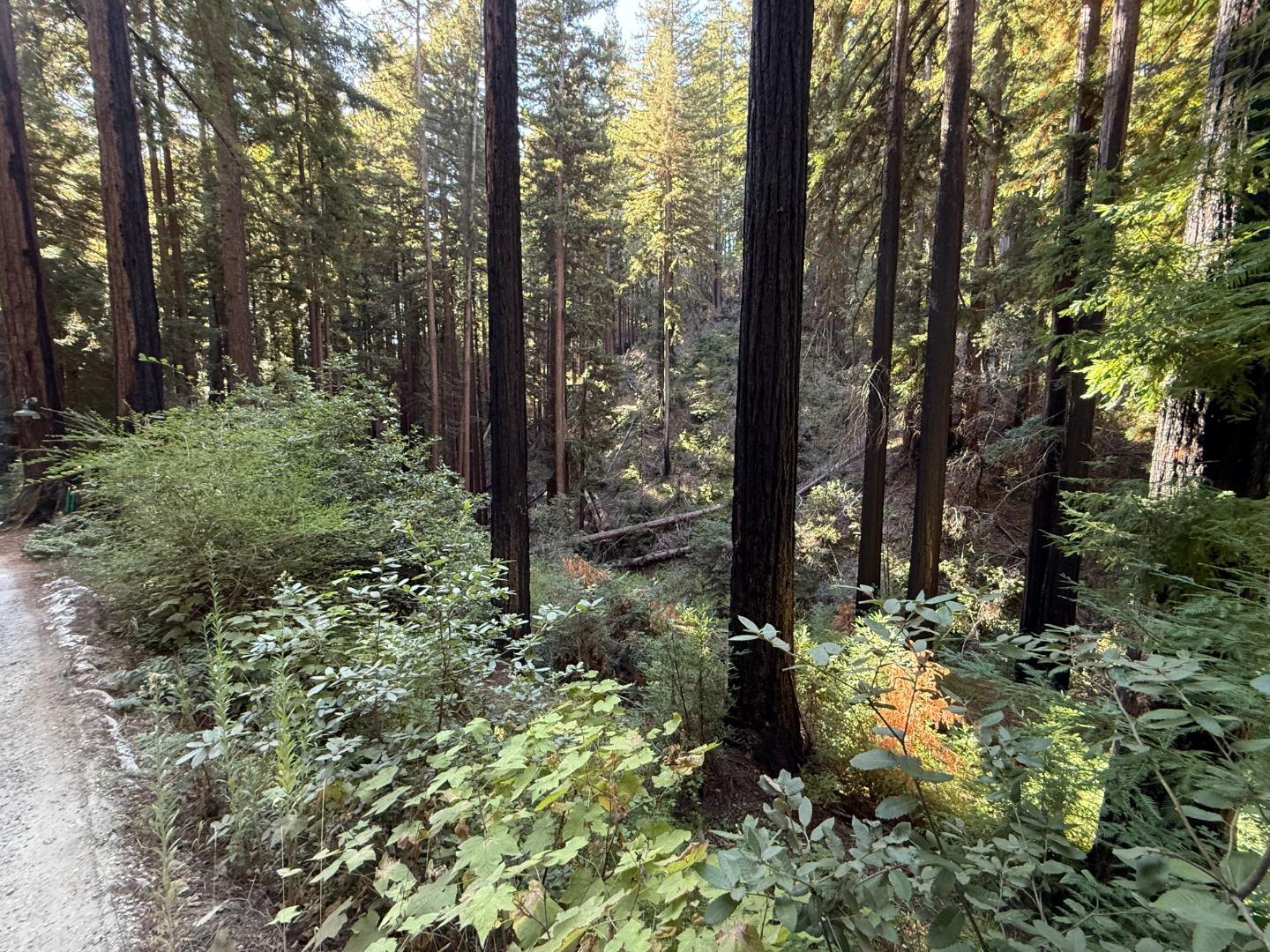 449 Band Road Boulder Creek, CA 95006 - Photo 2 of 5 a view of a forest that has large trees