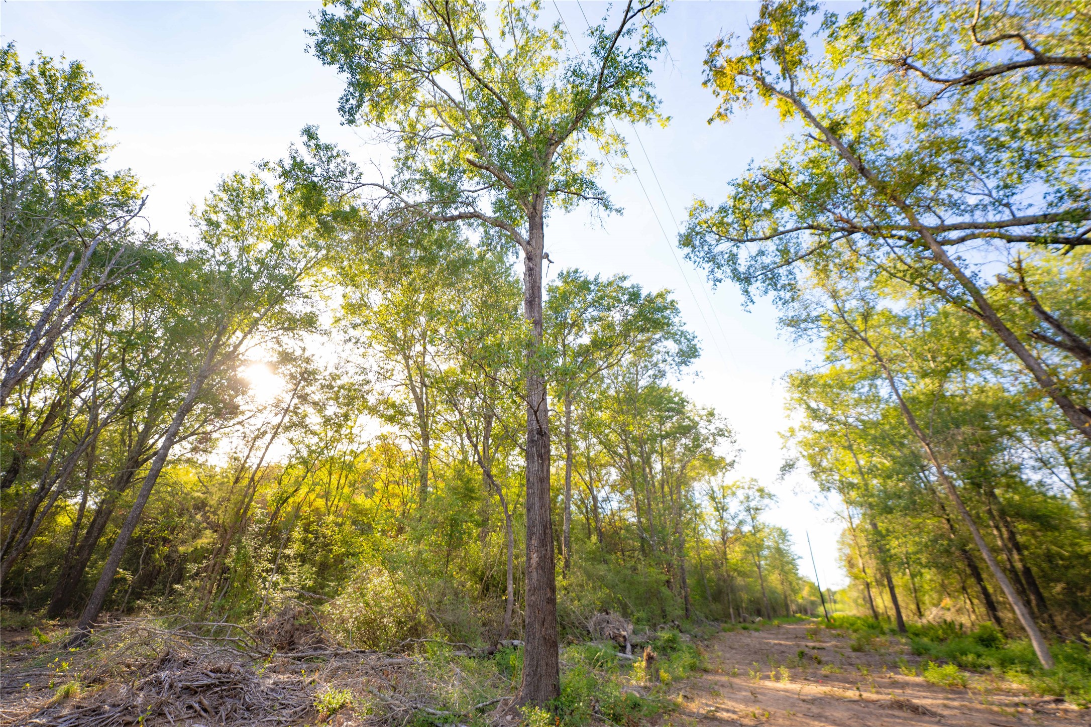 12424 Red Hill Road Hearne, TX 77859 - Photo 12 of 18 Gallery Image 12