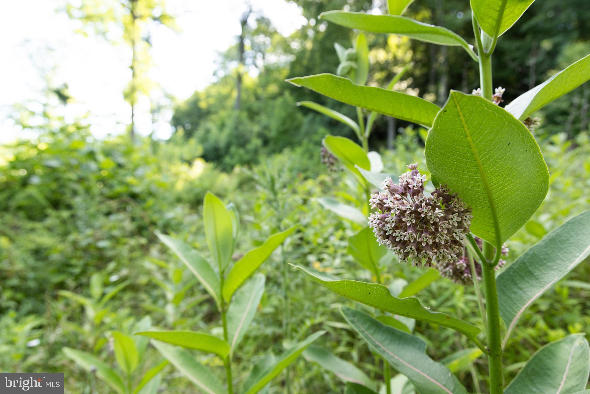 0 Spring Valley Road Gap Mills, WV 24941 - Photo 38 of 76 a green plant in a garden