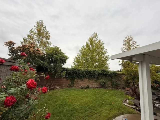 a view of a flower in a yard