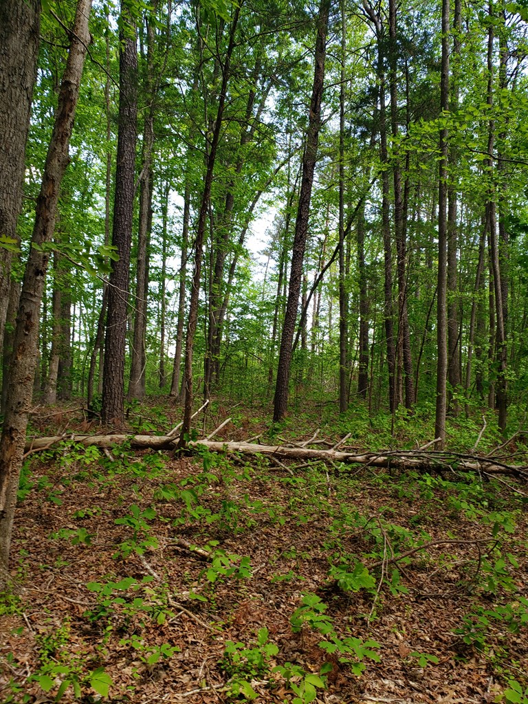 Chapel Road Kenbridge, VA 23944 - Photo 7 of 9 Gallery Image 7