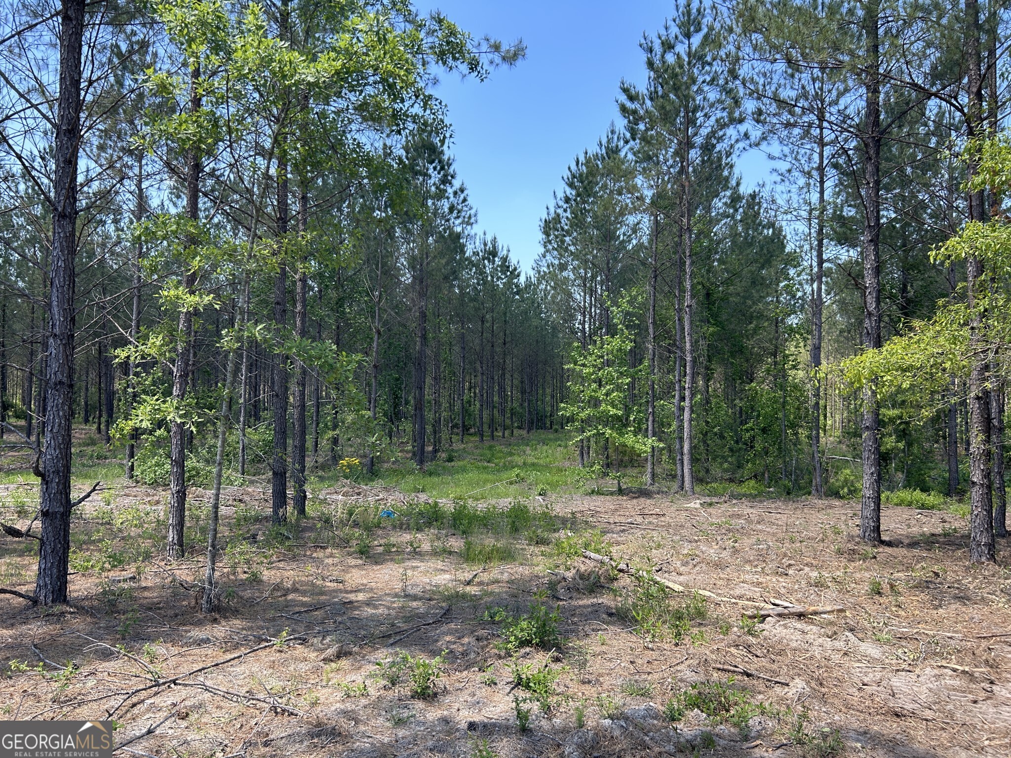 0 Dewey Thomas Road, Unit LOT 3 Dexter, GA 31019 - Photo 6 of 14 a view of a forest