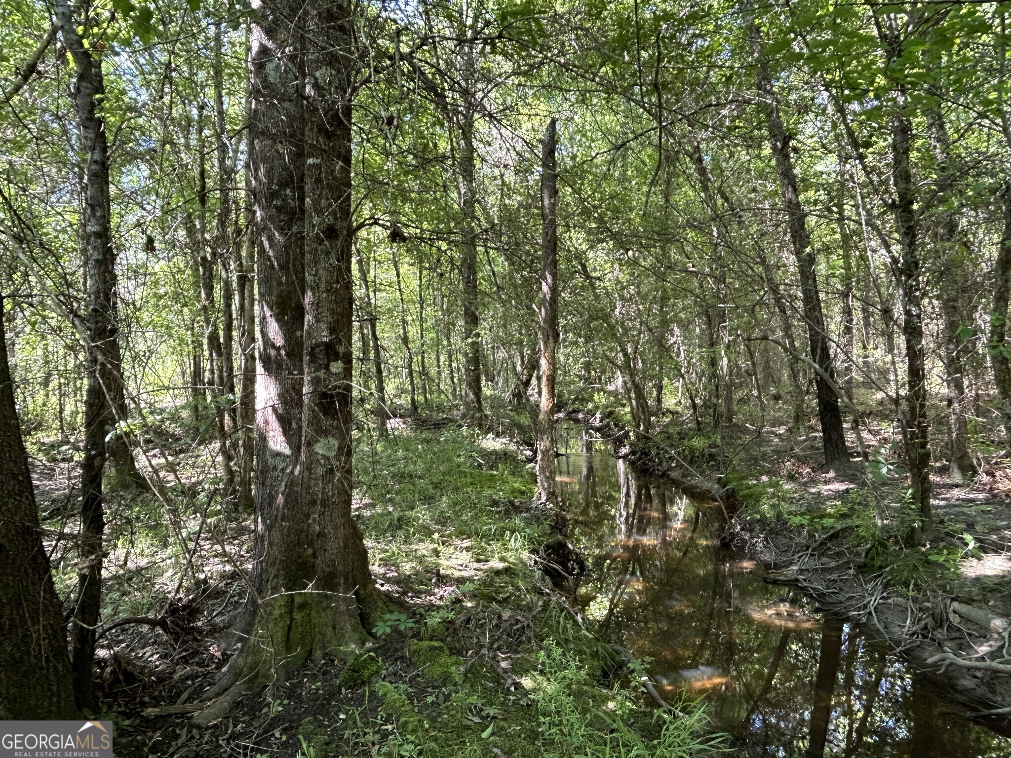 0 Dewey Thomas Road, Unit LOT 3 Dexter, GA 31019 - Photo 10 of 14 a view of forest