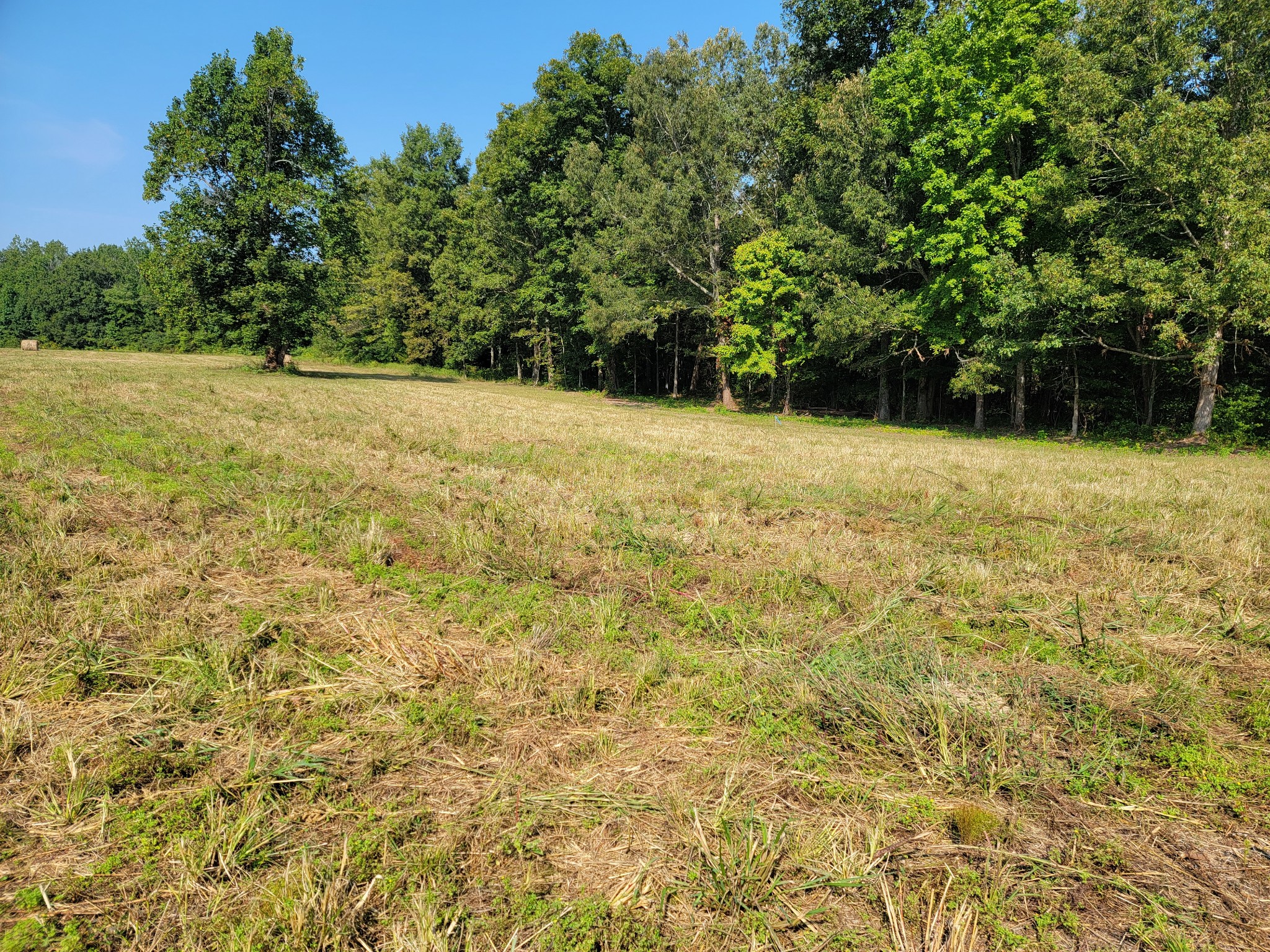 0 Farrar Hill Road Manchester, TN 37355 - Photo 4 of 5 a view of a yard with a trees