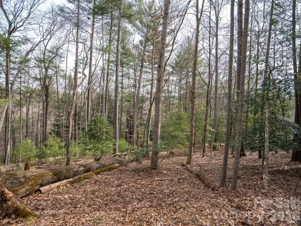 a view of a forest with trees