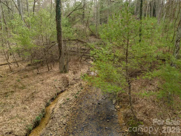 a view of a forest