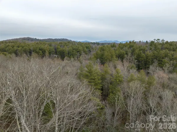 a view of a forest that has a toilet