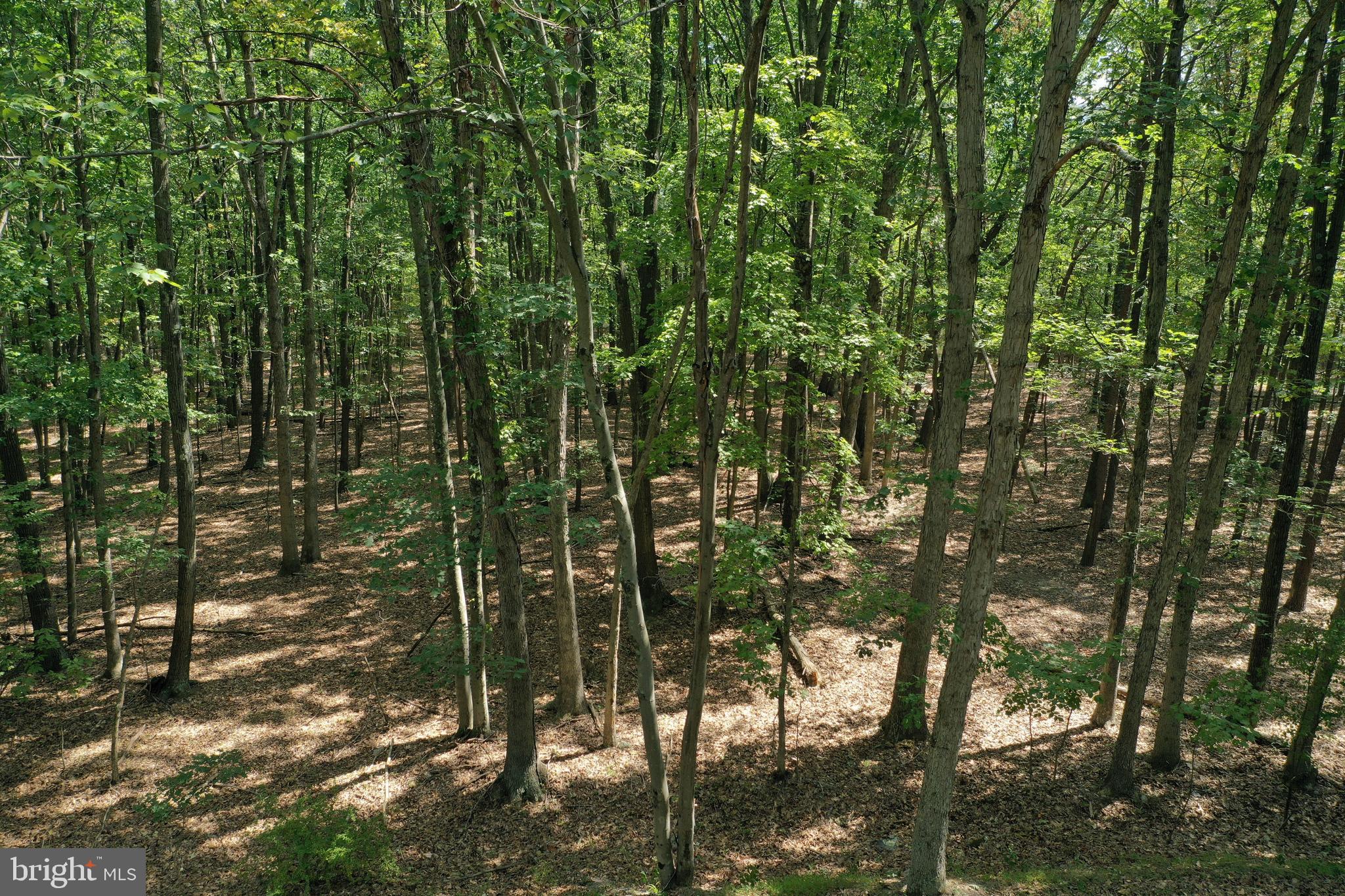 Walnut Ridge Road Oldtown, MD 21555 - Photo 2 of 11 a view of forest