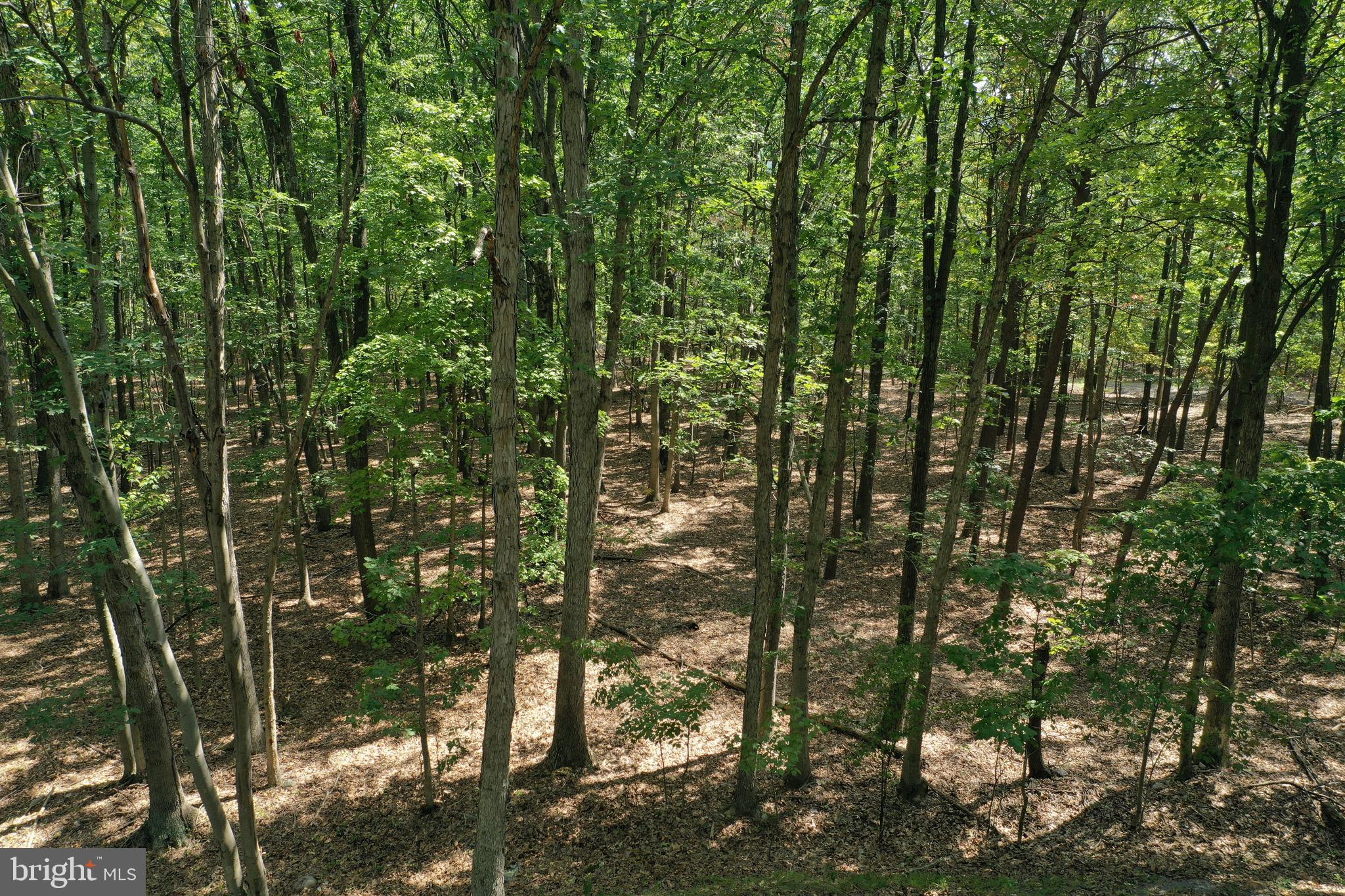 Walnut Ridge Road Oldtown, MD 21555 - Photo 4 of 11 a view of forest