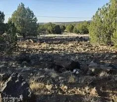 a view of a lush green forest with trees and some plants