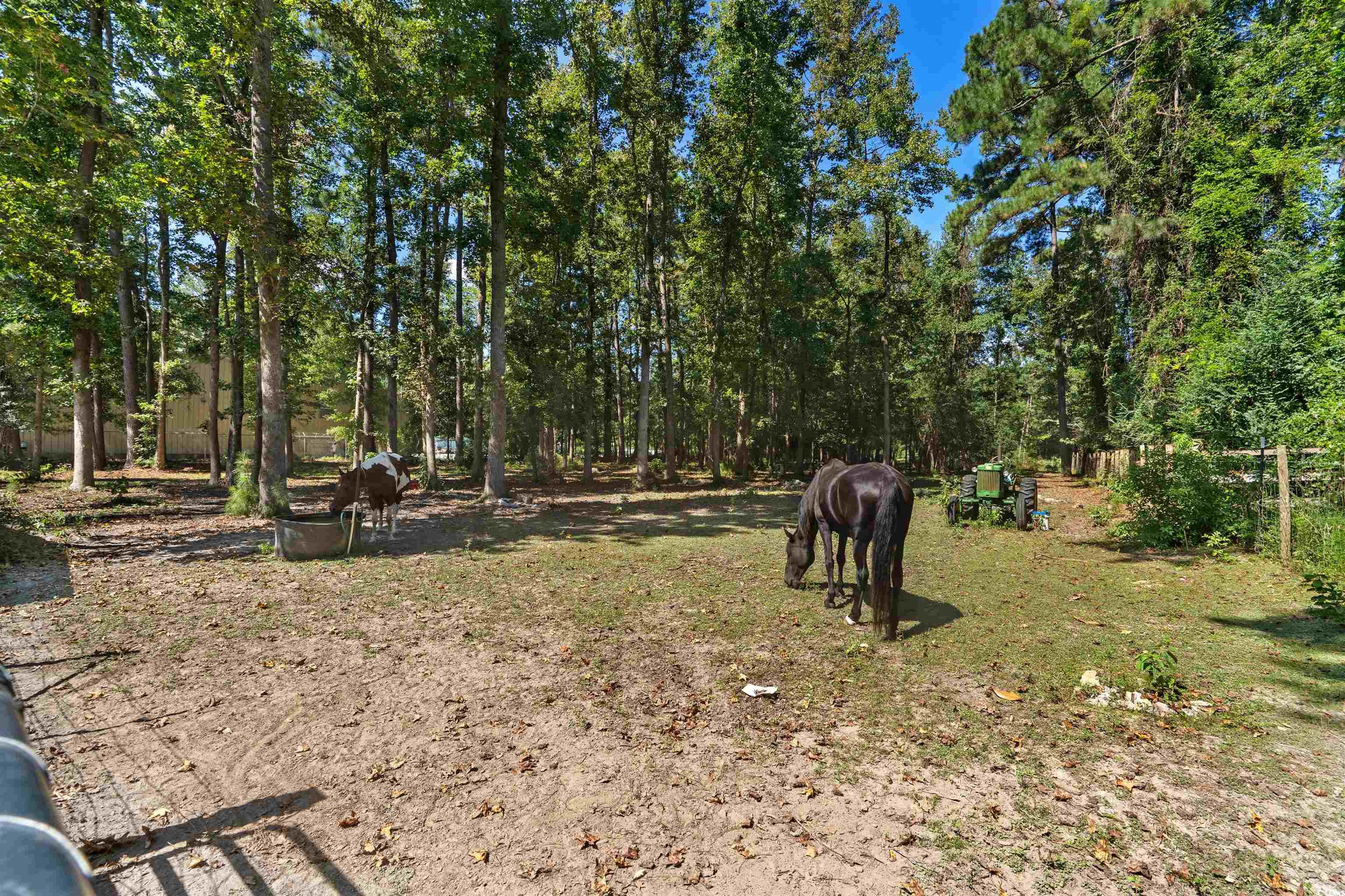 2323 Main Street Loris, SC 29569 - Photo 9 of 40 View of yard