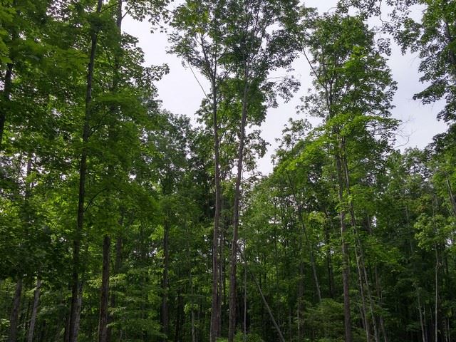 4400 Soderquist Road Mancelona, MI 49659 - Photo 53 of 61 1801697-54.JPG