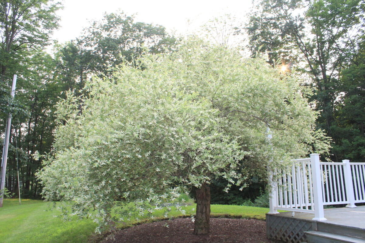 64 Old Webster Road Lewiston, ME 04240 - Photo 39 of 51 39-IMG_0435