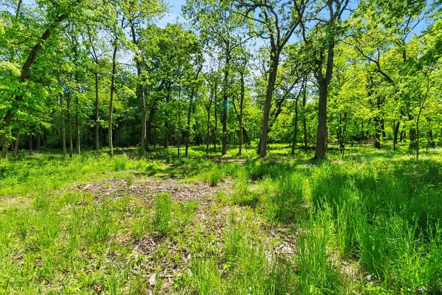 a view of a green field with lots of bushes