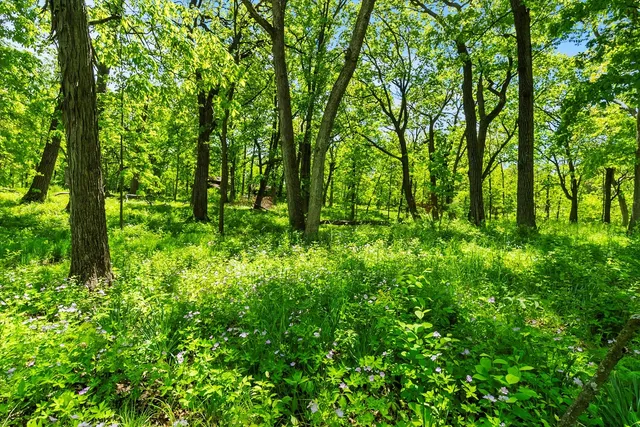 a view of a lush green forest