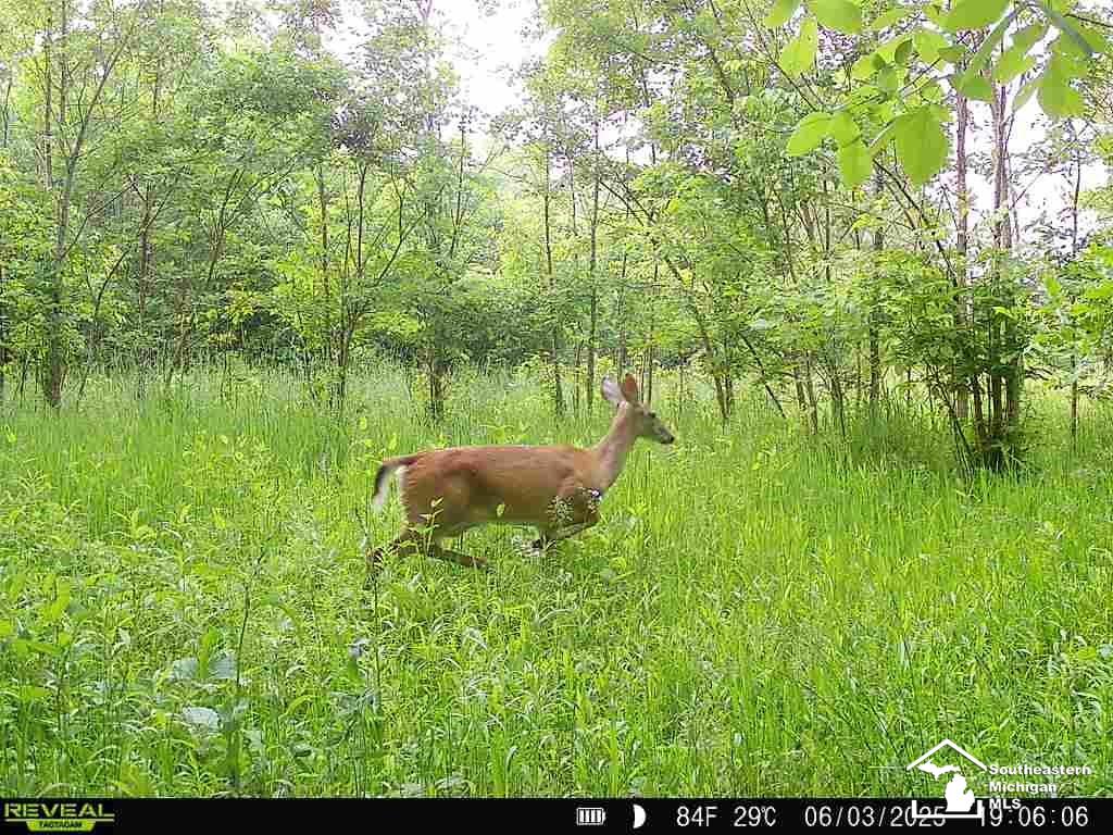 5901 Milan-Oakville Road Milan, MI 48160 - Photo 3 of 3