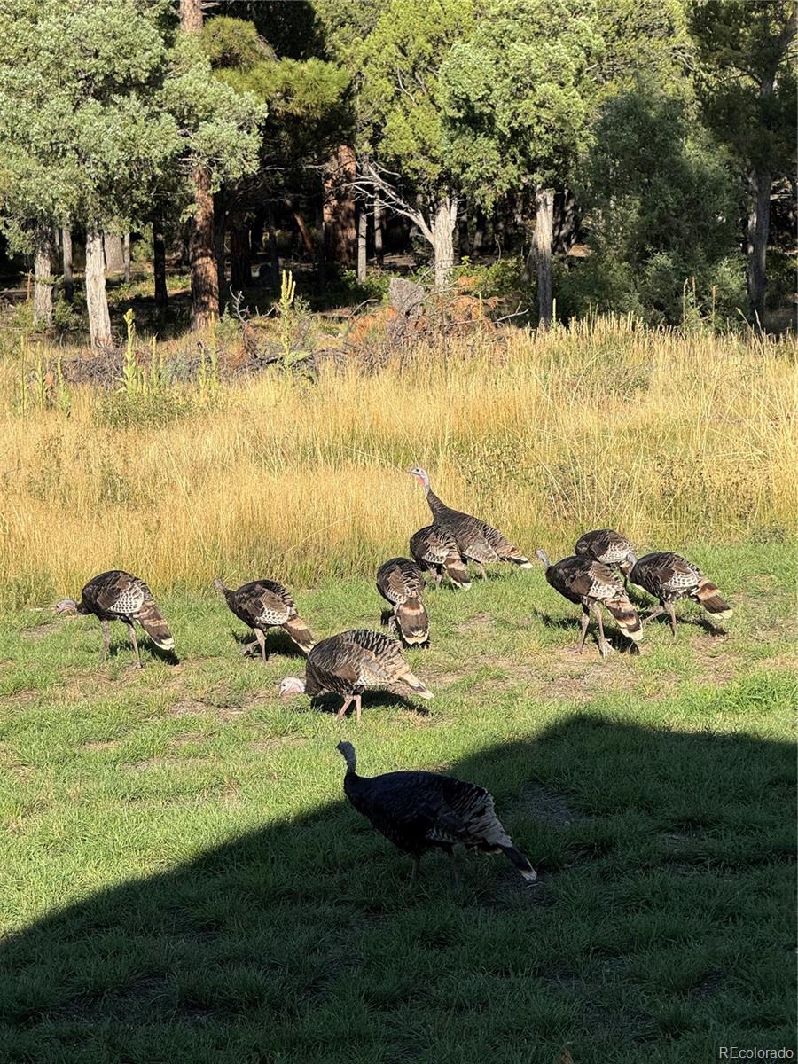 234 Bremer Road Howard, CO 81233 - Photo 47 of 50 a view of a lake