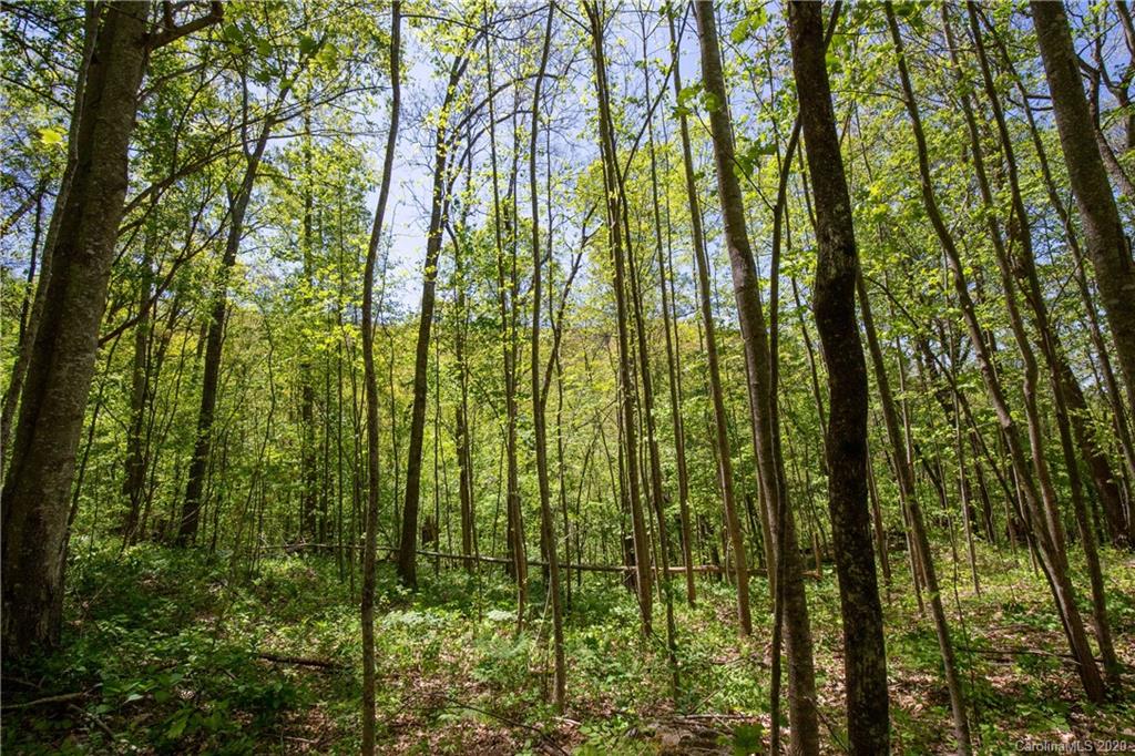 9999 Rice Branch Road Asheville, NC 28804 - Photo 22 of 43 Gallery Image 22