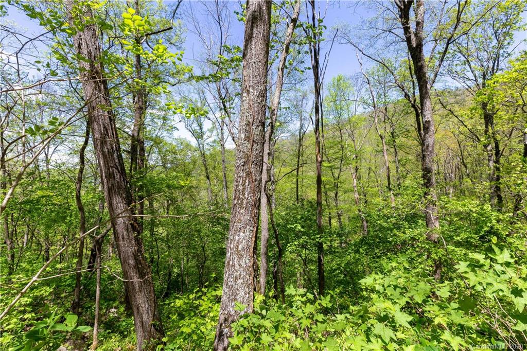 9999 Rice Branch Road Asheville, NC 28804 - Photo 25 of 43 Gallery Image 25