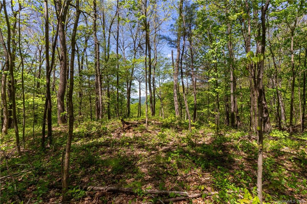 9999 Rice Branch Road Asheville, NC 28804 - Photo 6 of 43 Gallery Image 6
