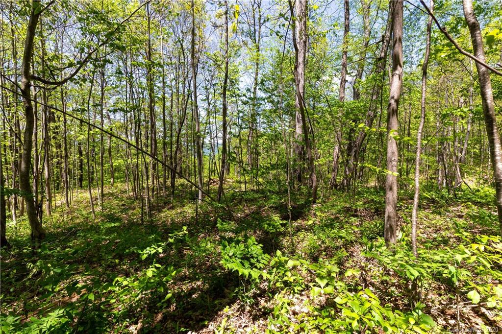 9999 Rice Branch Road Asheville, NC 28804 - Photo 7 of 43 Gallery Image 7