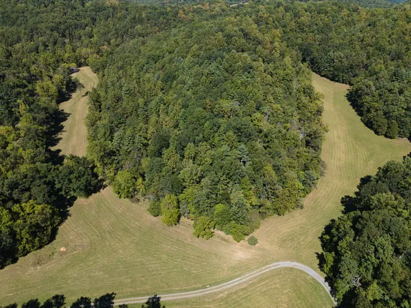 a view of a yard with a tree