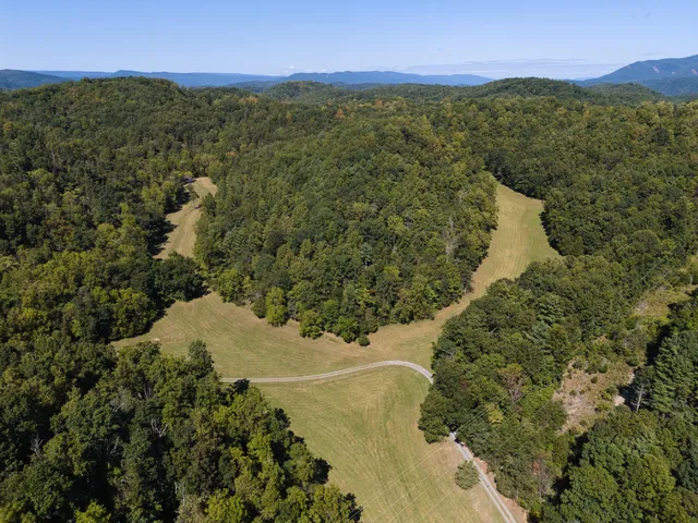 a view of a forest with a forest
