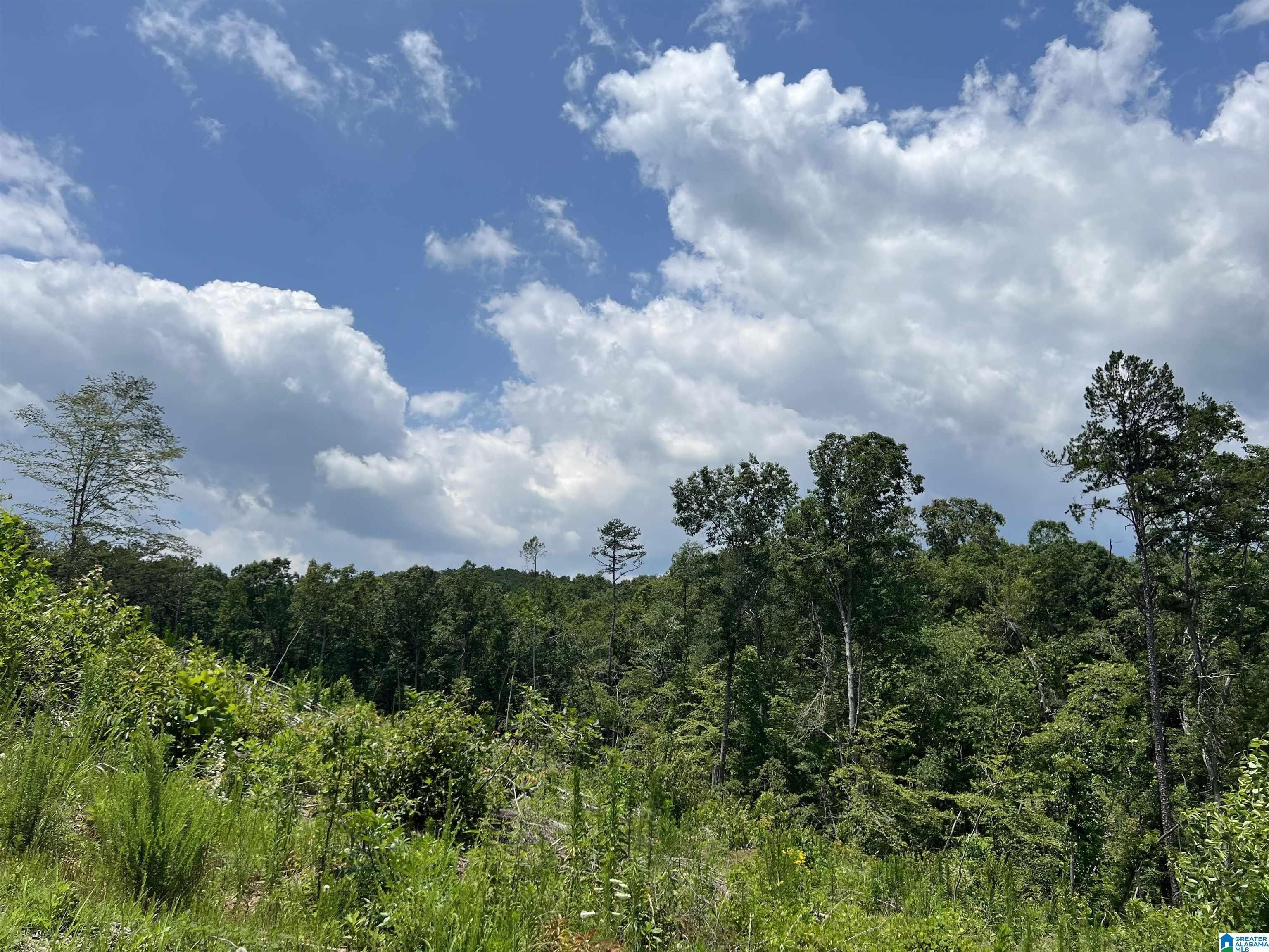 Lot40 County Road 214, Unit 40 Delta, AL 36258 - Photo 4 of 8
