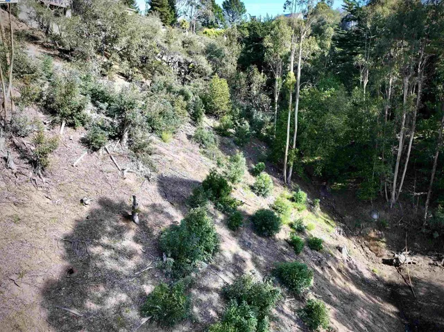 a view of a tree in a yard