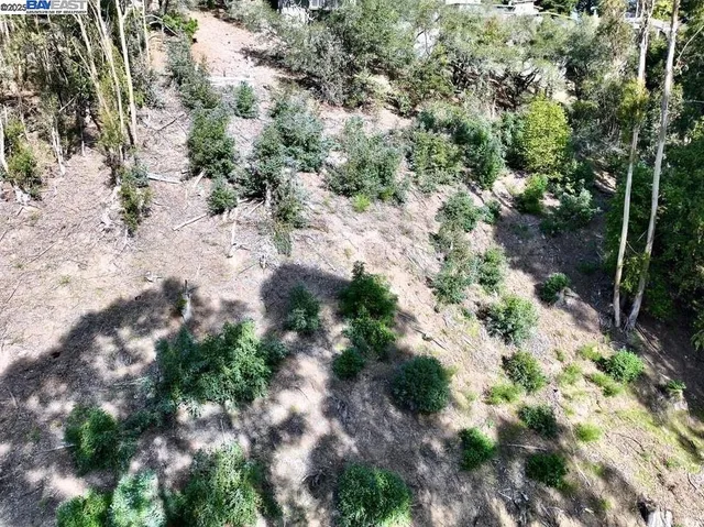 a view of a yard with plants and trees