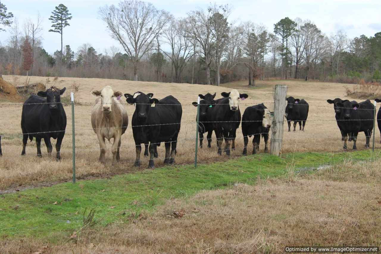 385 Greenwood Chapel Road Carthage, MS 39051 - Photo 14 of 41 Photo 15