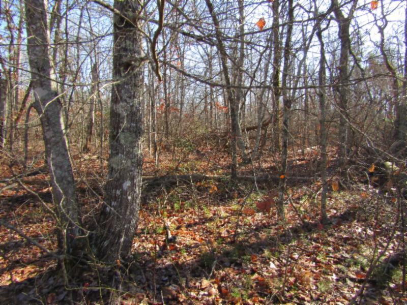 Lot 20 Laurel Loop Monterey, TN 38574 - Photo 3 of 12 IMG_6148