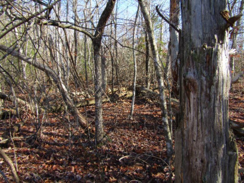 Lot 20 Laurel Loop Monterey, TN 38574 - Photo 4 of 12 IMG_6150