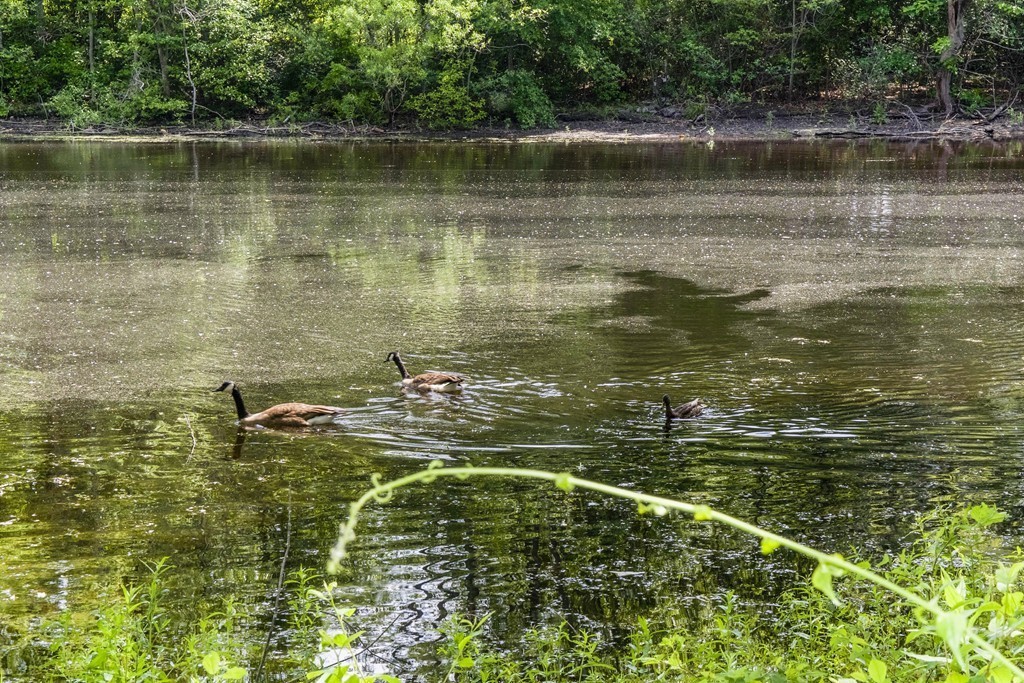 107 Riverside Drive Dedham, MA 02026 - Photo 19 of 23 Gallery Image 19