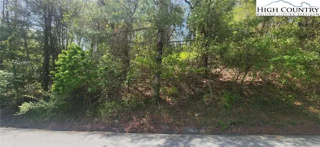 a view of a forest that has large trees
