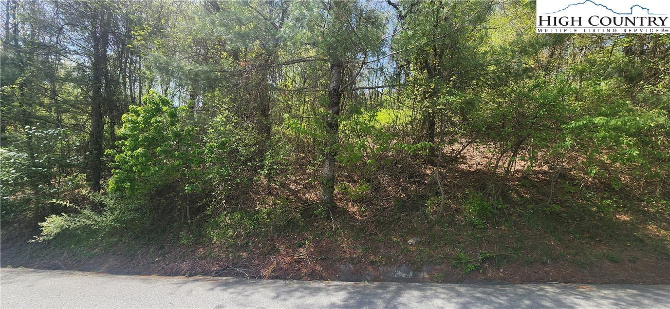 a view of a forest that has large trees