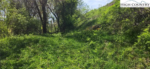 a view of a forest with a tree