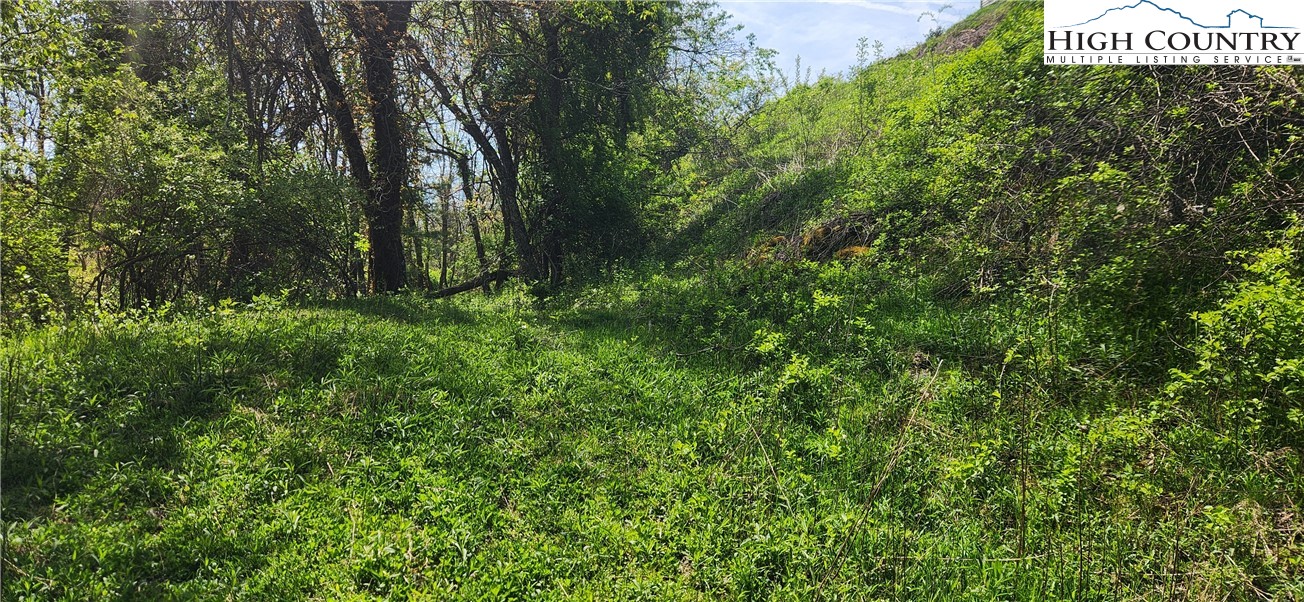 547 White Laurel Lane Boone, NC 28607 - Photo 4 of 5 a view of a forest with a tree