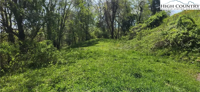 a view of a lush green forest