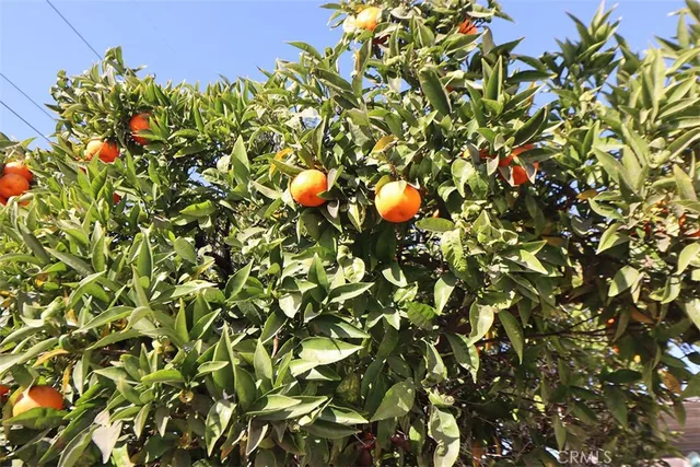 a view of a tree in a backyard