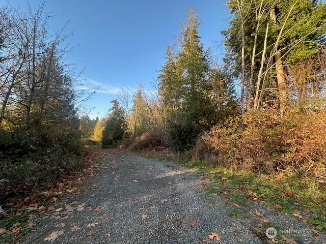 a view of a yard with trees
